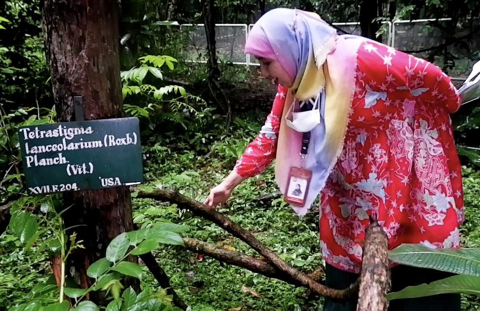 Inang Raflessia Rafflesia di Tepi Jurang Kepunahan